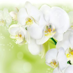Photo murals twig white orchid on a light green background