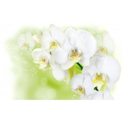 Photo murals twig white orchid on a light green background