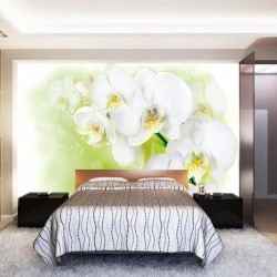 Photo murals twig white orchid on a light green background Photo murals twig white orchid on a light green background