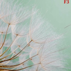 Wall mural wonderfully spread dandelion on a green background