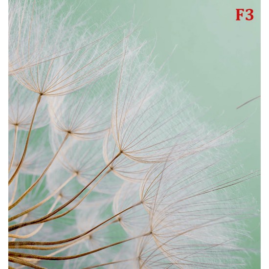 Wall mural wonderfully spread dandelion on a green background Wall mural wonderfully spread dandelion on a green background