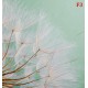 Wall mural wonderfully spread dandelion on a green background Wall mural wonderfully spread dandelion on a green background