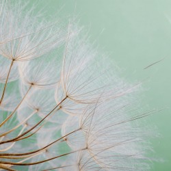 Wall mural wonderfully spread dandelion on a green background
