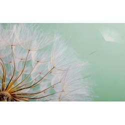 Wall mural wonderfully spread dandelion on a green background