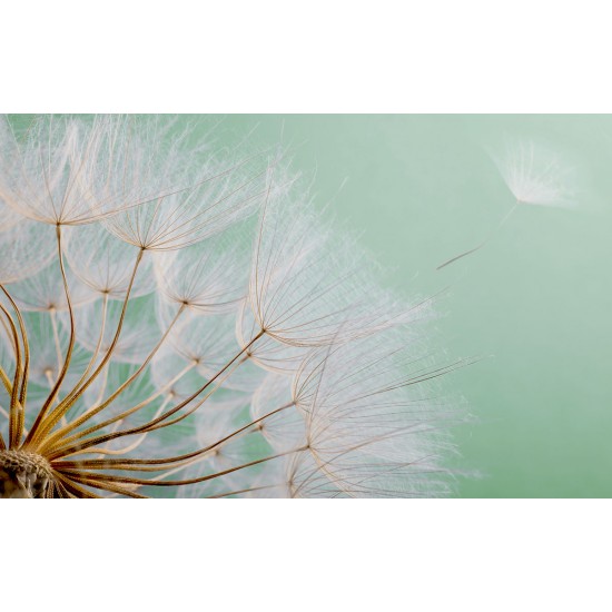 Wall mural wonderfully spread dandelion on a green background Wall mural wonderfully spread dandelion on a green background