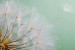 Wall mural wonderfully spread dandelion on a green background