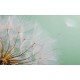 Wall mural wonderfully spread dandelion on a green background Wall mural wonderfully spread dandelion on a green background