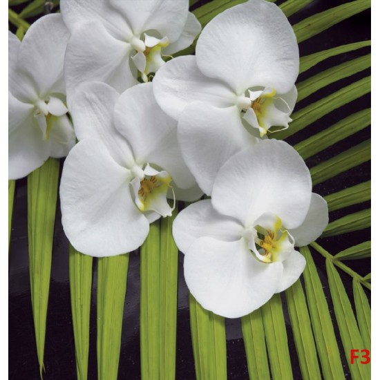 Wall mural orchid branch with green fern