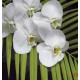 Wall mural orchid branch with green fern
