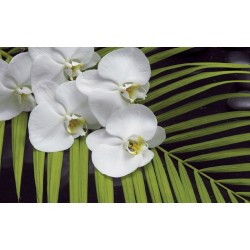 Wall mural orchid branch with green fern