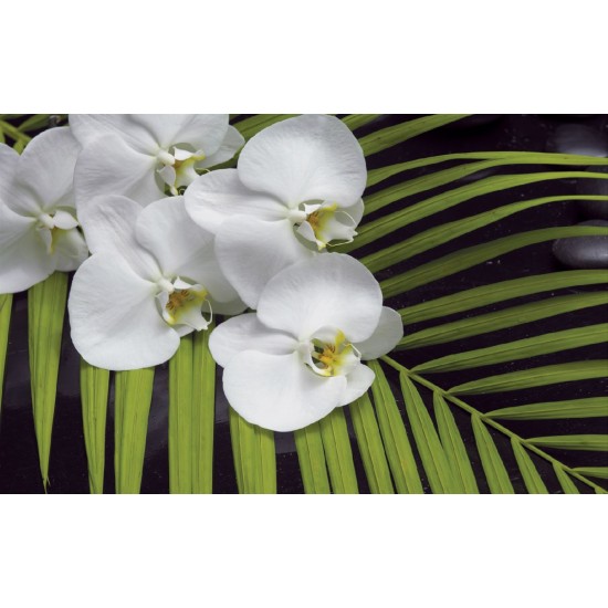 Wall mural orchid branch with green fern