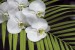 Wall mural orchid branch with green fern