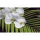 Wall mural orchid branch with green fern
