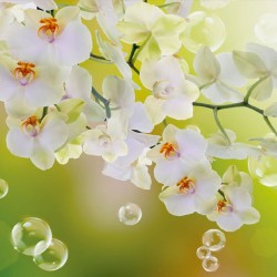 Wallpapers mural orchids with water drops on green background