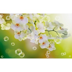 Wallpapers mural orchids with water drops on green background Wallpapers mural orchids with water drops on green background