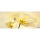 Wallpapers mural gentle flowers in yellow