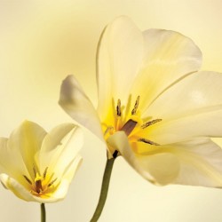 Wallpapers mural gentle flowers in yellow