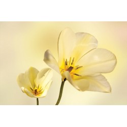 Wallpapers mural gentle flowers in yellow