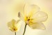 Wallpapers mural gentle flowers in yellow