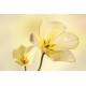 Wallpapers mural gentle flowers in yellow
