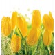 Wall mural yellow tulips with water drops Wall mural yellow tulips with water drops