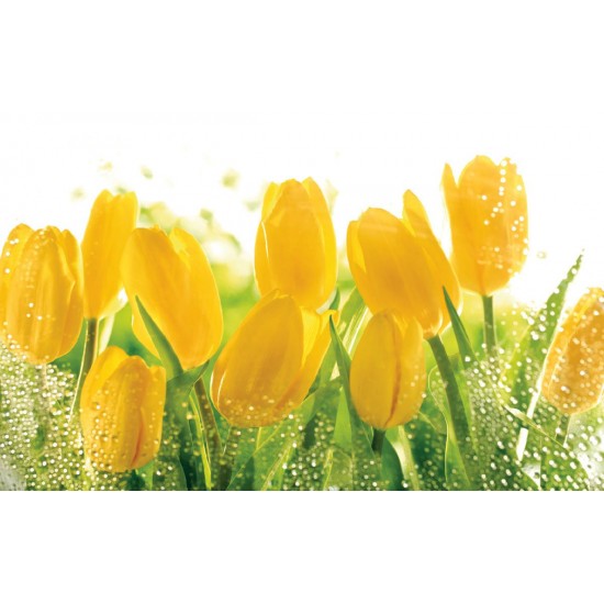 Wall mural yellow tulips with water drops Wall mural yellow tulips with water drops