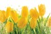 Wall mural yellow tulips with water drops