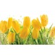 Wall mural yellow tulips with water drops Wall mural yellow tulips with water drops