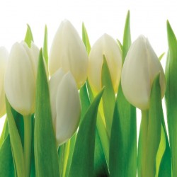 Wallpapers mural gentle tulips with green stems