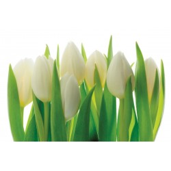 Wallpapers mural gentle tulips with green stems Wallpapers mural gentle tulips with green stems