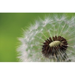 Photo mural dandelion in green background Photo mural dandelion in green background