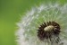 Photo mural dandelion in green background