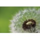 Photo mural dandelion in green background Photo mural dandelion in green background