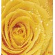 Photo mural yellow rose with water drops