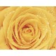 Photo mural yellow rose with water drops