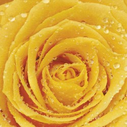 Photo mural yellow rose with water drops