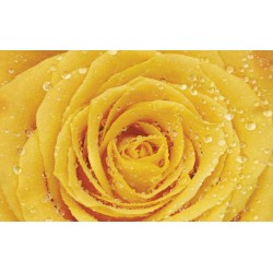 Photo mural yellow rose with water drops