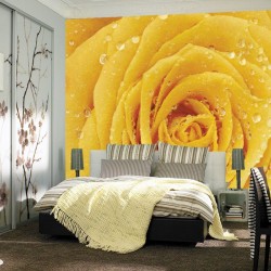 Photo mural yellow rose with water drops Photo mural yellow rose with water drops