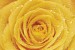 Photo mural yellow rose with water drops