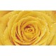 Photo mural yellow rose with water drops