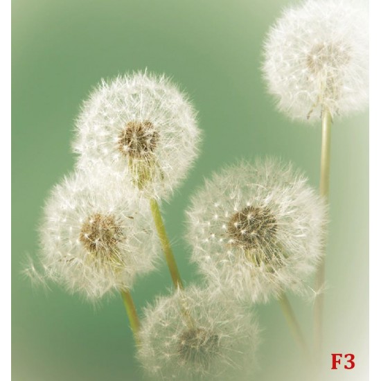 Wallpapers mural small delicate dandelion in green