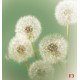 Wallpapers mural small delicate dandelion in green