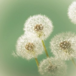 Wallpapers mural small delicate dandelion in green