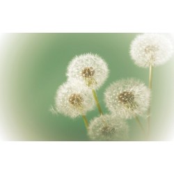 Wallpapers mural small delicate dandelion in green