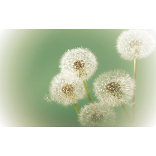 Wallpapers mural small delicate dandelion in green