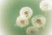 Wallpapers mural small delicate dandelion in green