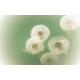 Wallpapers mural small delicate dandelion in green