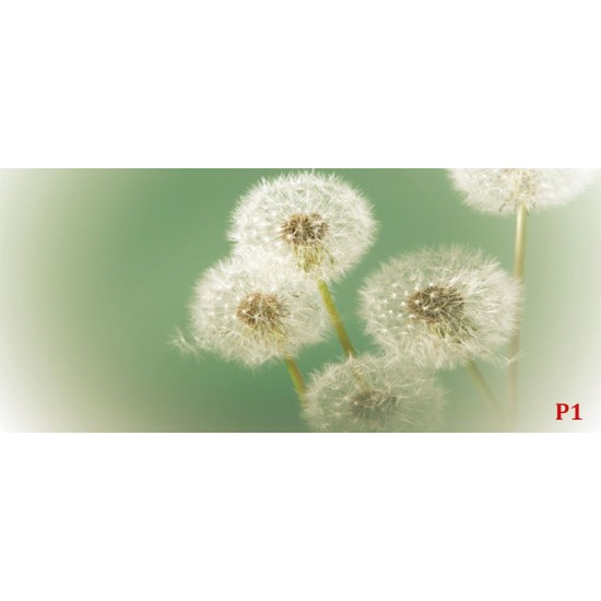 Wallpapers mural small delicate dandelion in green