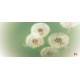 Wallpapers mural small delicate dandelion in green