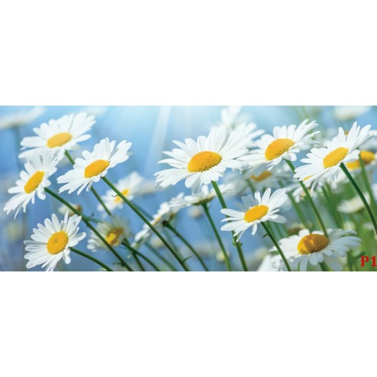Wall mural sunny white daisies